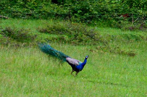 Birds in Goa - Download Goa Photos